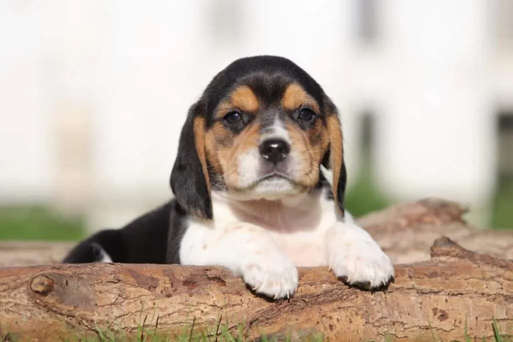 Prix du beagle, combien coรปte un chiot beagle? 1 Beagle prijs