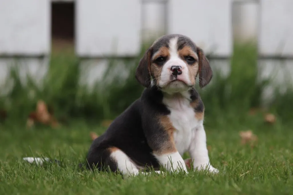 Beste tips voor een beagle puppy zindelijk te maken 2 Beagle puppy