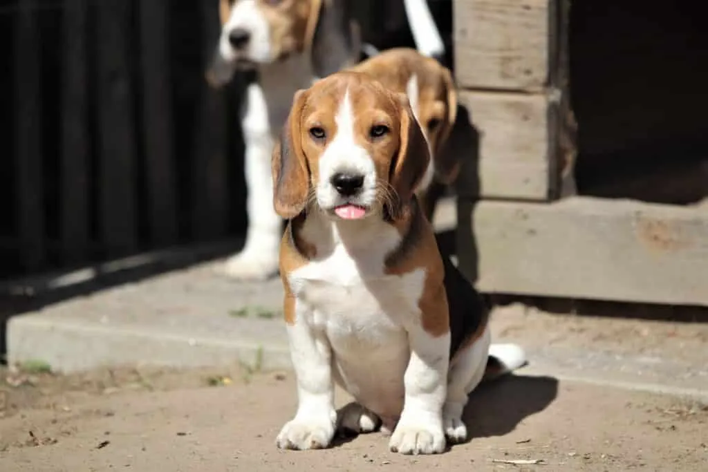 Age of a beagle: how old does a beagle get? 2