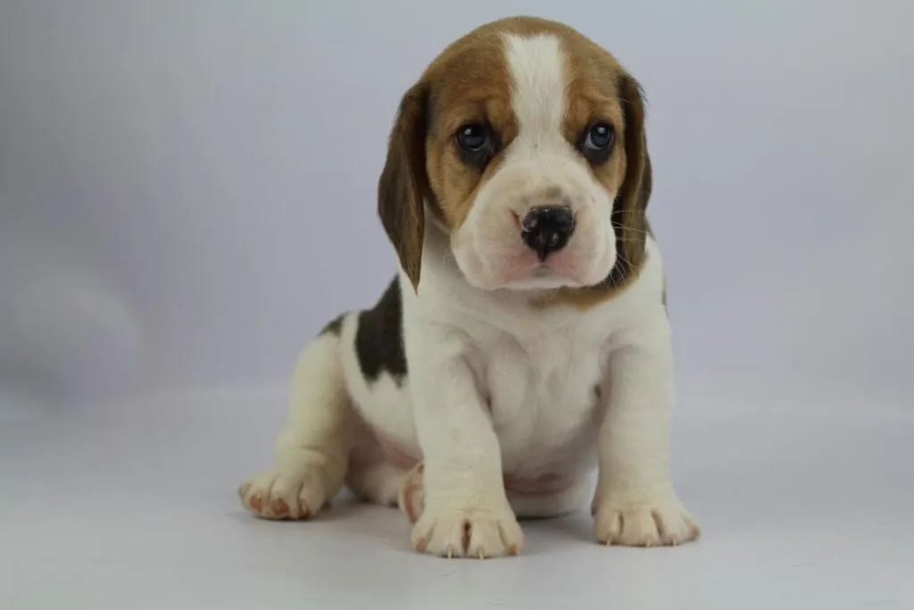 Avantages et inconvรฉnients des beagles : les beagles sont-ils de bons chiens? 3 Entraรฎnement du beagle