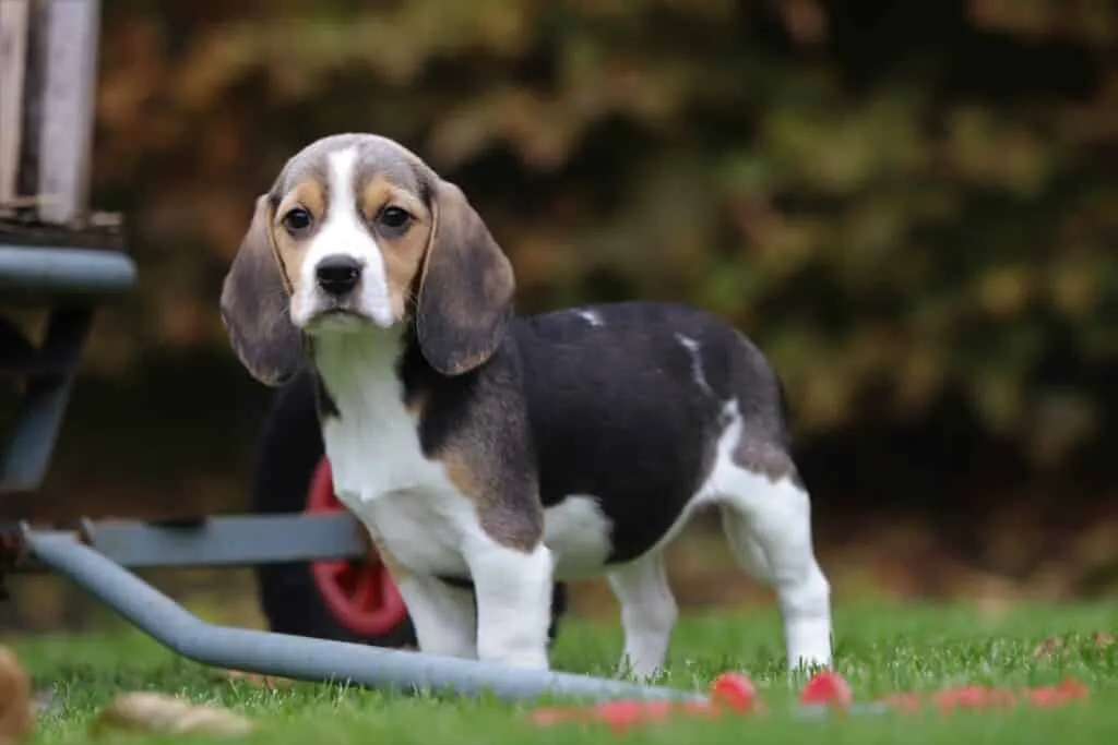 Age of a beagle: how old does a beagle get? 1 Beagle