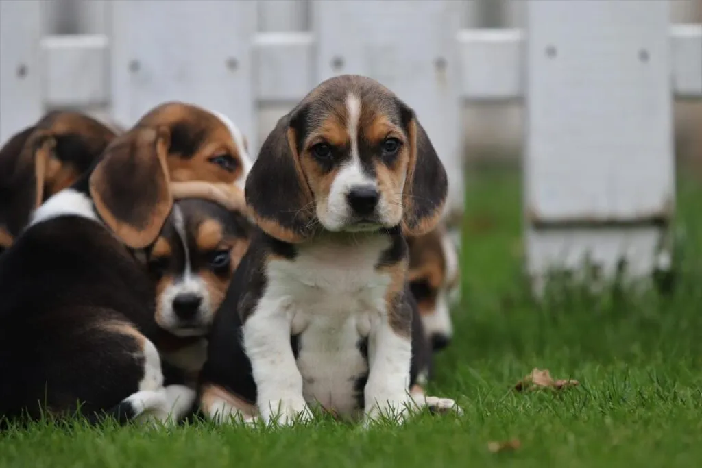 Que faut-il savoir si vous accueillez un beagle chez vous? 3