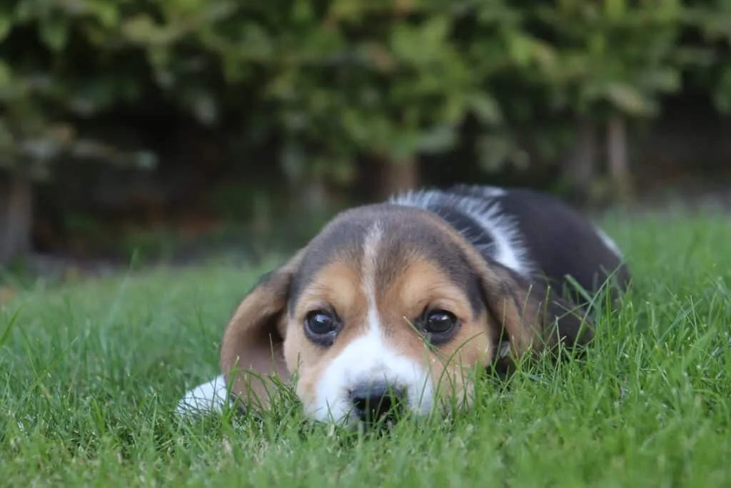 Stress chez les chiens, comment le rรฉsoudre? 1