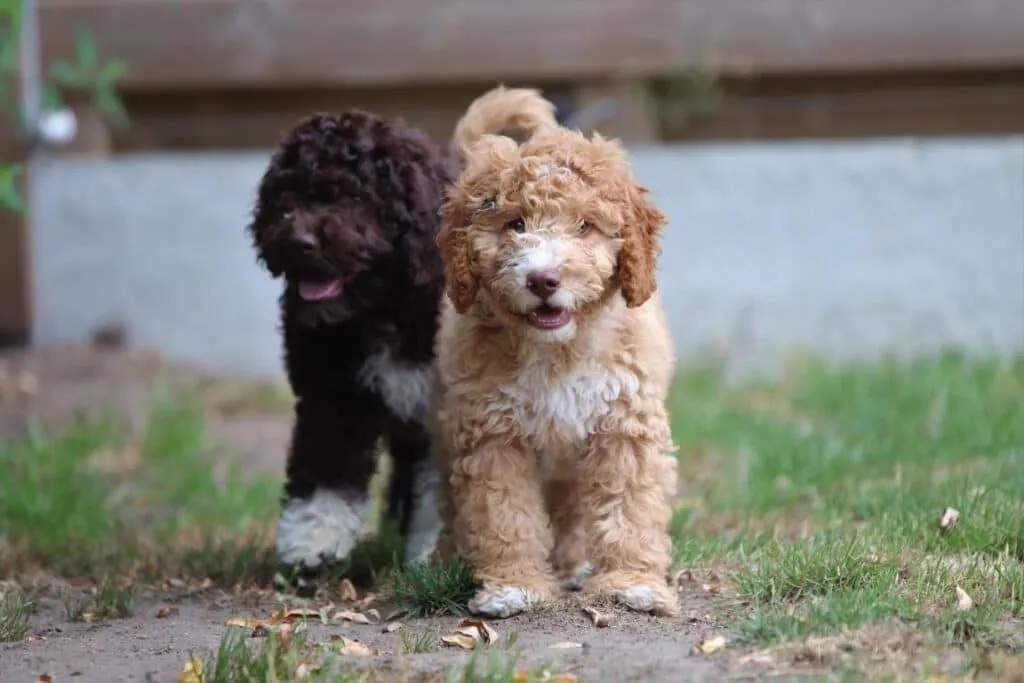 Medium-sized dog breeds: which dog breeds are considered medium-sized? 6