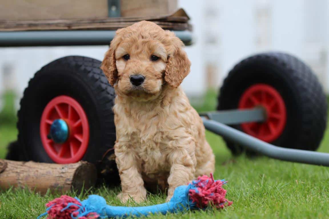 Hypoallergene honden, hybride honden, designerdogs 40 Chiens hypoallergรฉniques wallonie