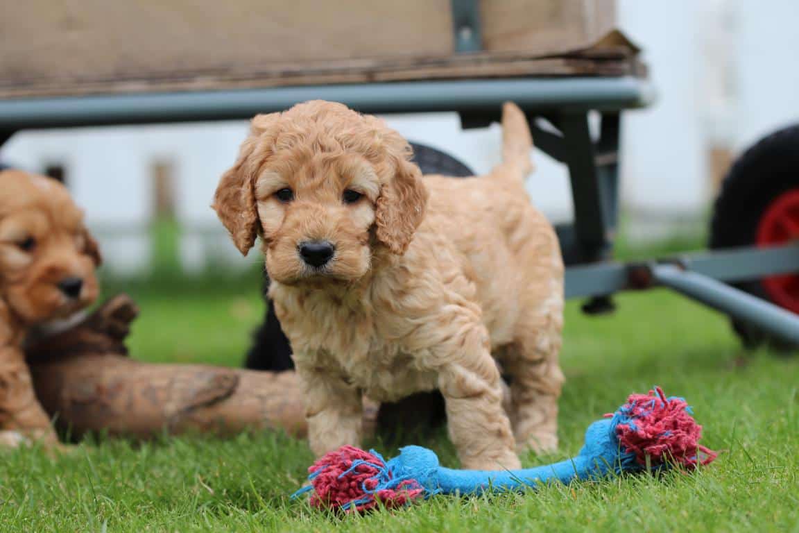 Hypoallergene honden, hybride honden, designerdogs 39 Chien de race hypoallergรฉnique