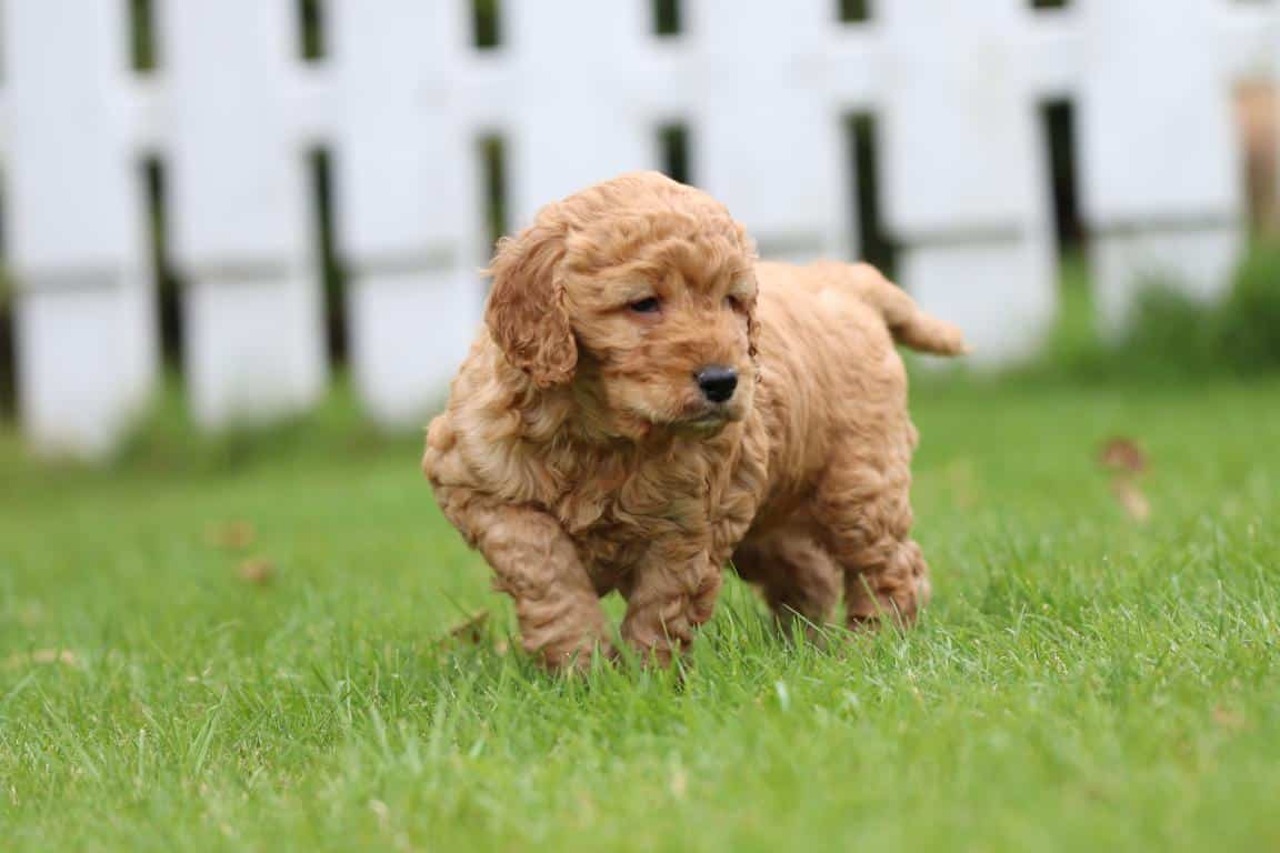 Hypoallergene honden, hybride honden, designerdogs 38 Chiens design