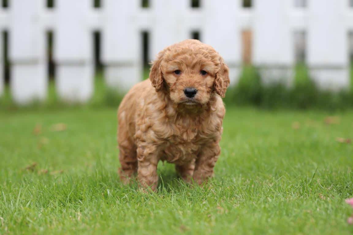Hypoallergene honden, hybride honden, designerdogs 37 Races de chiens hypoallergรฉniques