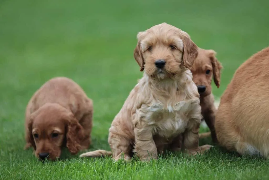 Medium-sized dog breeds: which dog breeds are considered medium-sized? 5