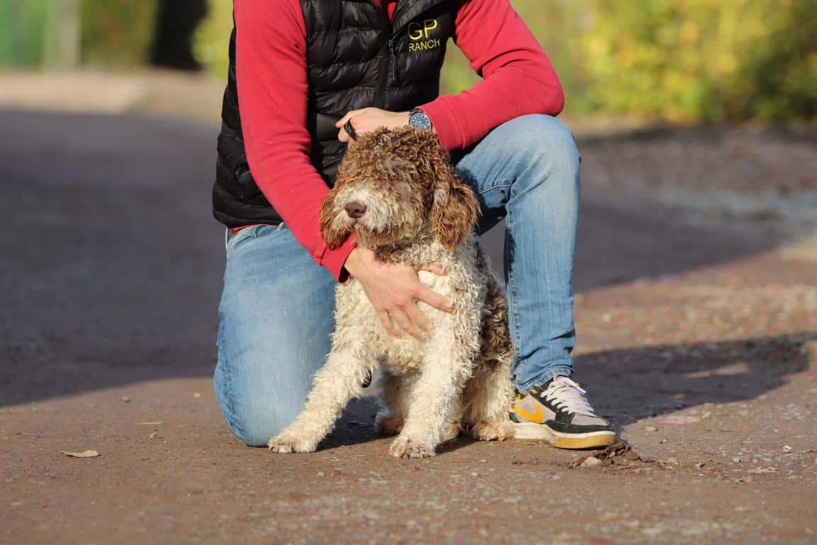 Hypoallergene honden, hybride honden, designerdogs 19 Chien sans allergie