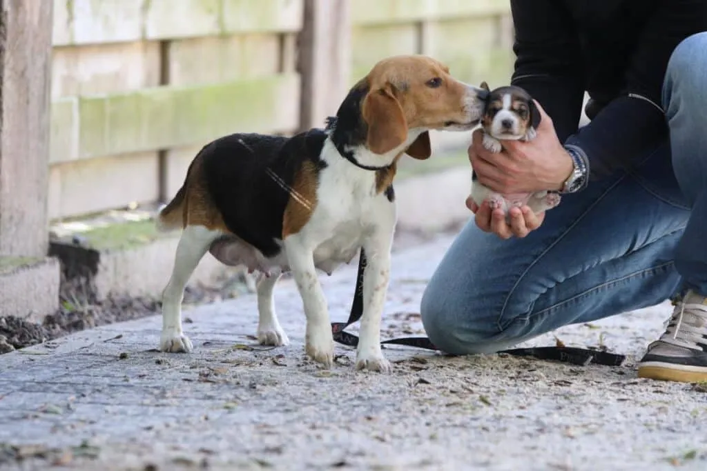 Que faut-il savoir si vous accueillez un beagle chez vous? 4