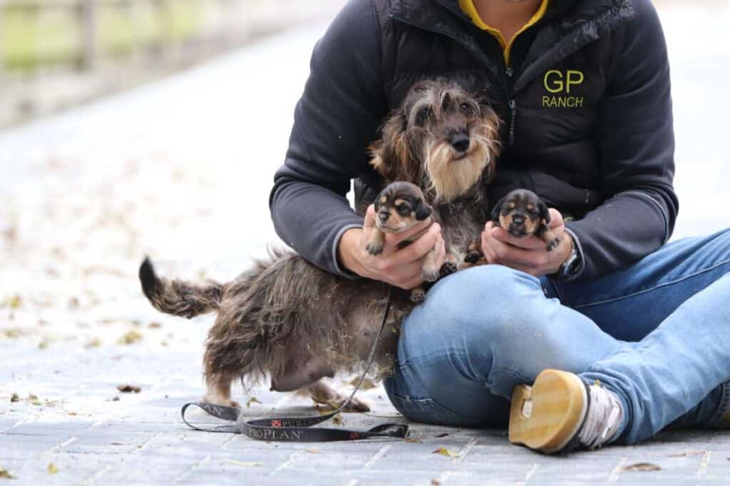 Belgian puppies with belgian passport 2 Belgian puppies dachshund