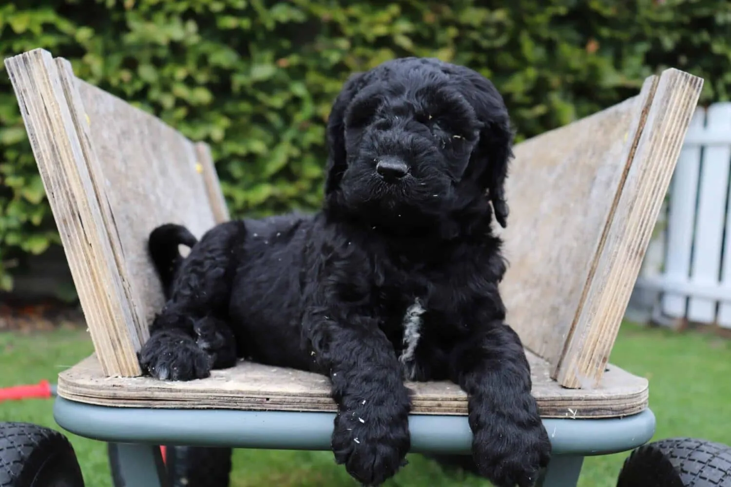 Hypoallergene honden, hybride honden, designerdogs 36 Grote hondenrassen