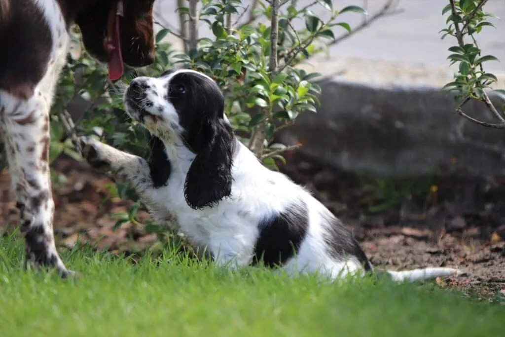 Medium-sized dog breeds: which dog breeds are considered medium-sized? 7