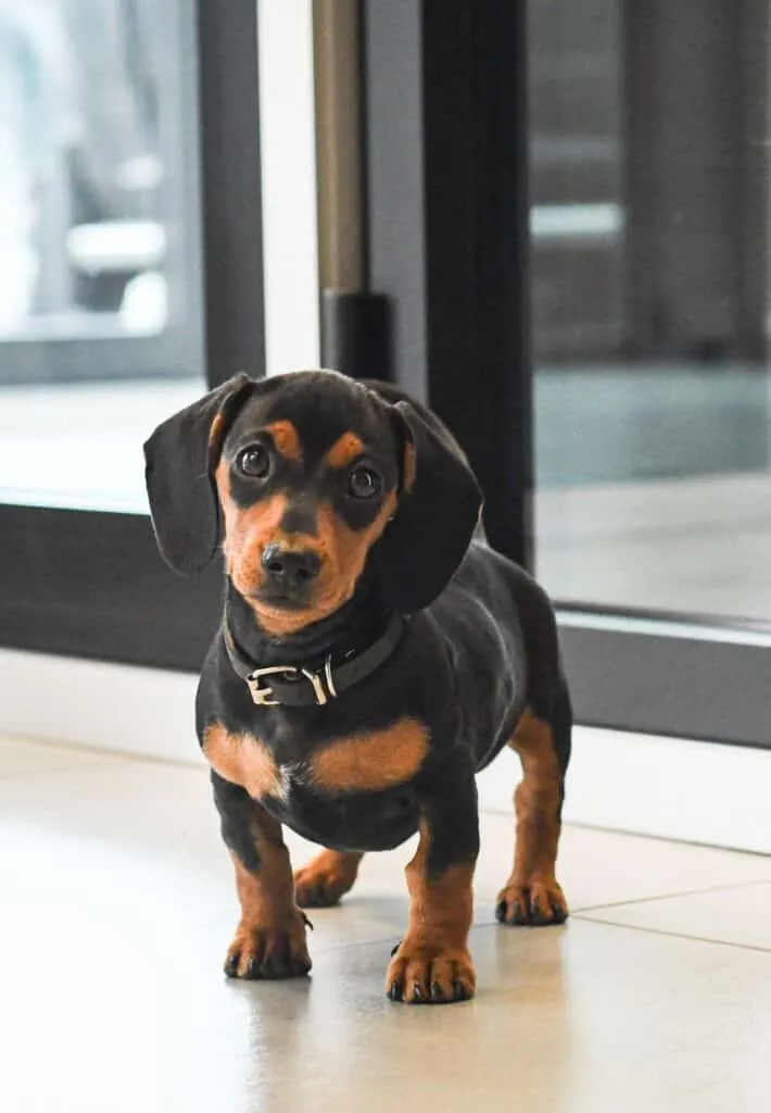 Hunde mit langen ohren: 6 schรถne hunderassen 1