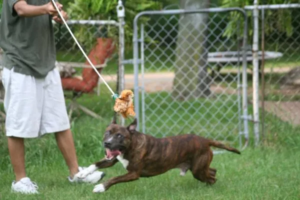 Hundespiele: 10 lustige spiele zum ausprobieren 1 Flirtpole hundespiele