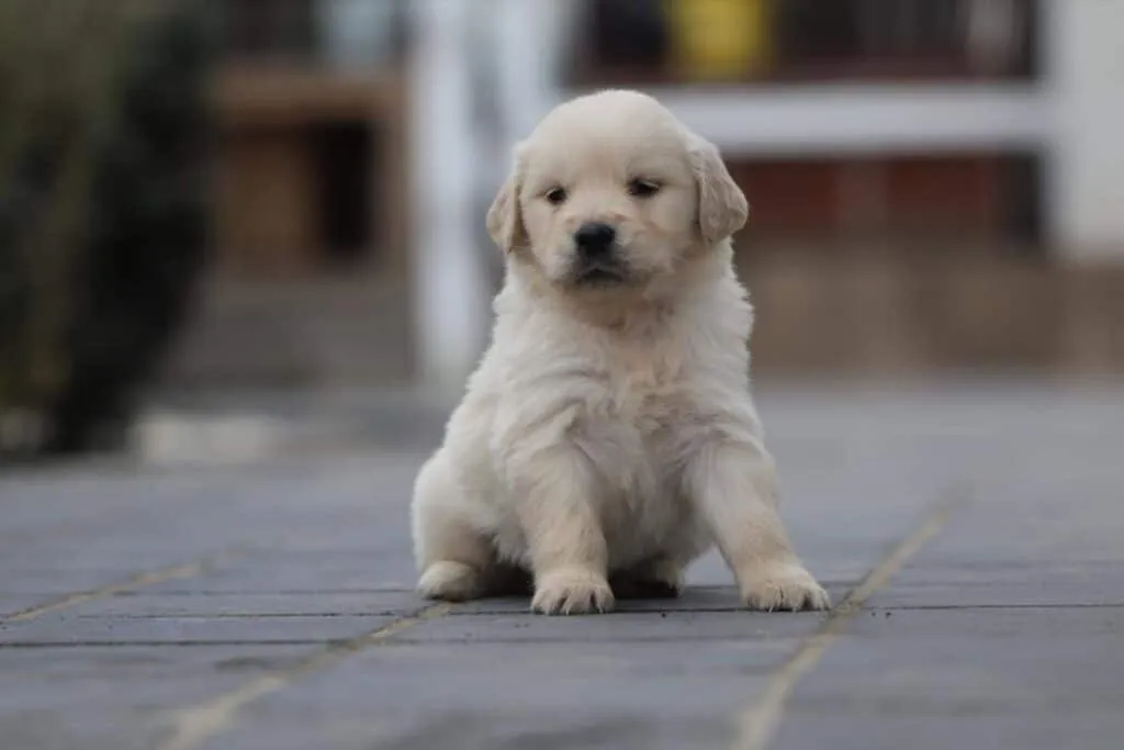 Golden-retriever-preis: was kostet ein golden-retriever-welpe? 6 Golden retriever pup kosten