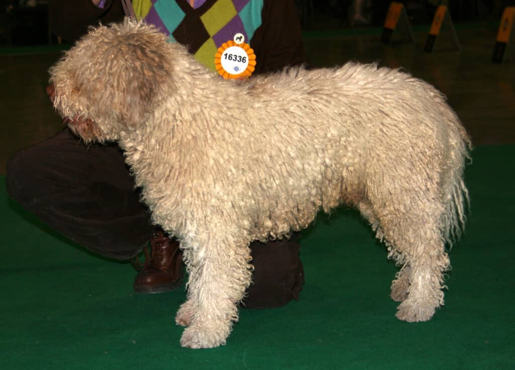 Chien d'eau italien ou prรฉfรฉrez-vous plutรดt un chien d'eau espagnol? 2 Spaanse waterhond