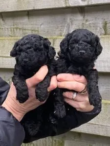 Hypoallergene honden, hybride honden, designerdogs 3