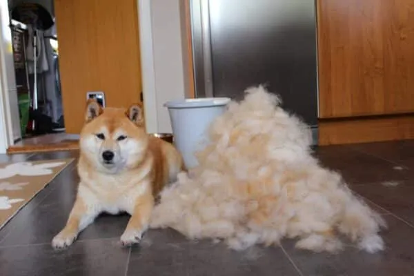 Perte de poils chez un shiba inu 1 Shiba inu borsteladvies