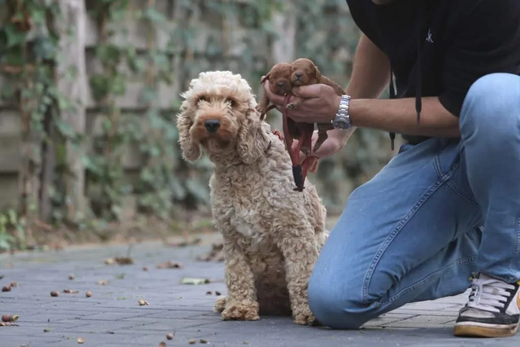 Comment reconnaรฎtre un bon รฉleveur de chiens? 1 Bon รฉleveur de chiens