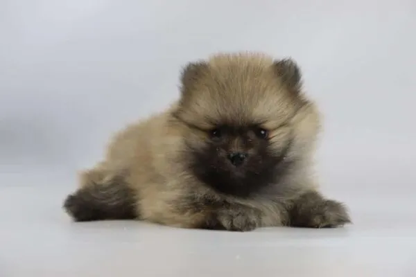Pomeriaan gewicht: hoe groot worden ze? 1 Kleine pomeriaan