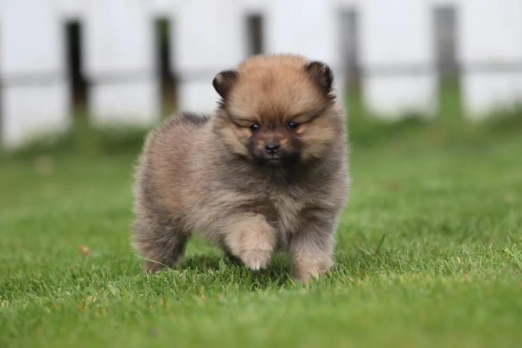 Pomeriaan pups te koop bij belgisch fokker 10 Dwergkeesje - pomeriaan pups te koop