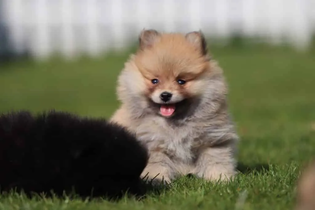 Volwassen pomeriaan: hoe gaat hij eruit zien na 1 jaar? 4 Dwergkeesje - pomeriaan pups te koop