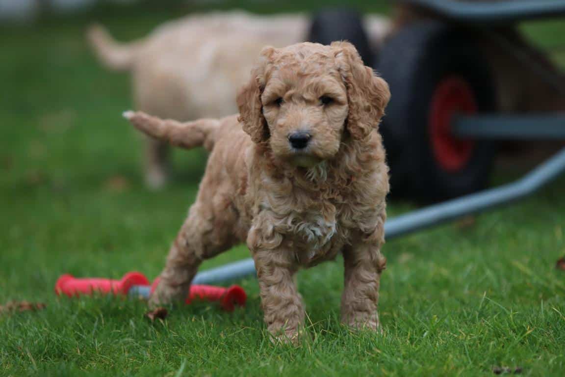 Hypoallergene honden, hybride honden, designerdogs 24 รlevage de chiens hypoallergรฉniques