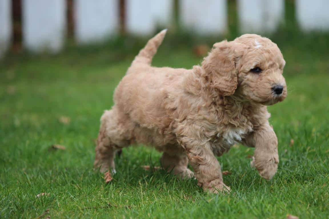 Hypoallergene honden, hybride honden, designerdogs 23 Chiens hybrides