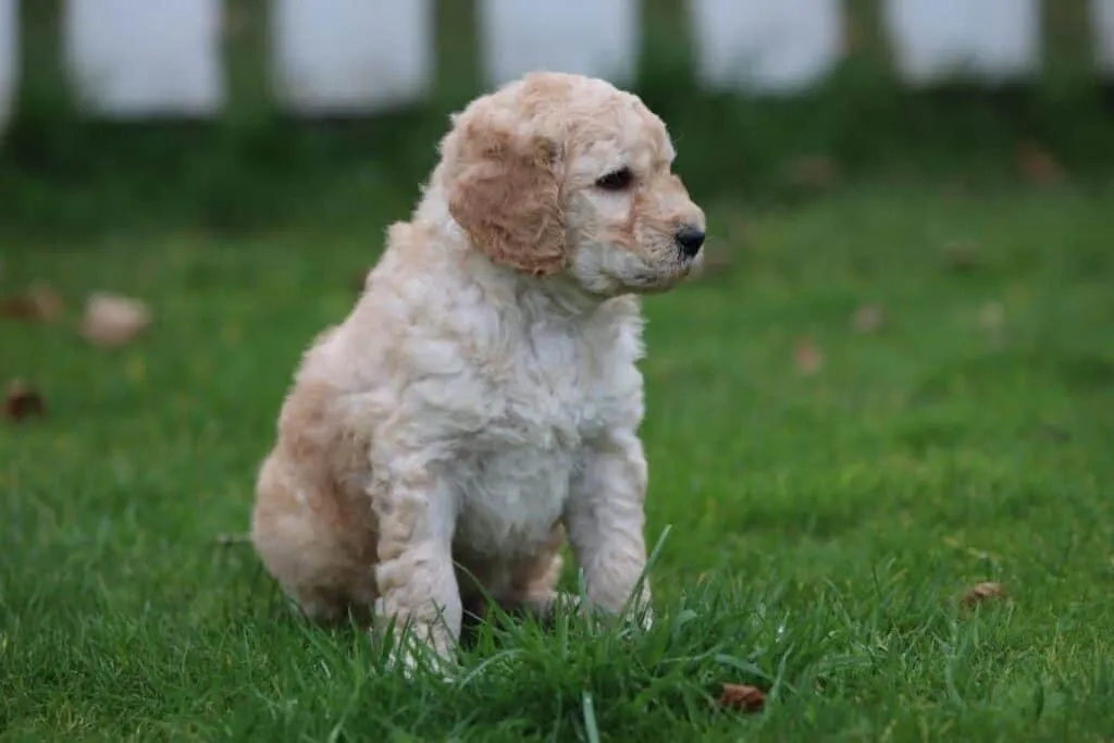 Prix du labradoodle : combien coรปte un labradoodle? 5 Acheter des chiots labradoodle