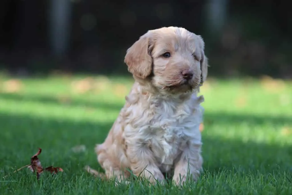 Chiens qui ne perdent pas de poils ou trรจs peu 6