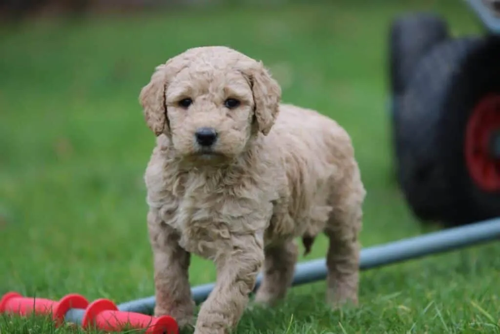 Prix du labradoodle : combien coรปte un labradoodle? 6 Acheter un chiot labradoodle