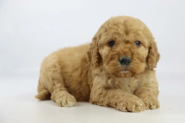 Labradoodle pups te koop Labradoodle pups te koop