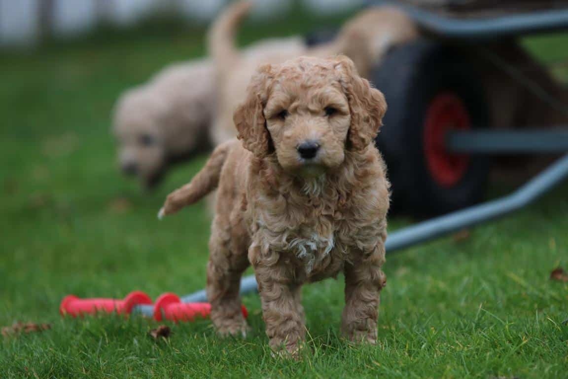 Hypoallergene honden, hybride honden, designerdogs 22 Designer dogs