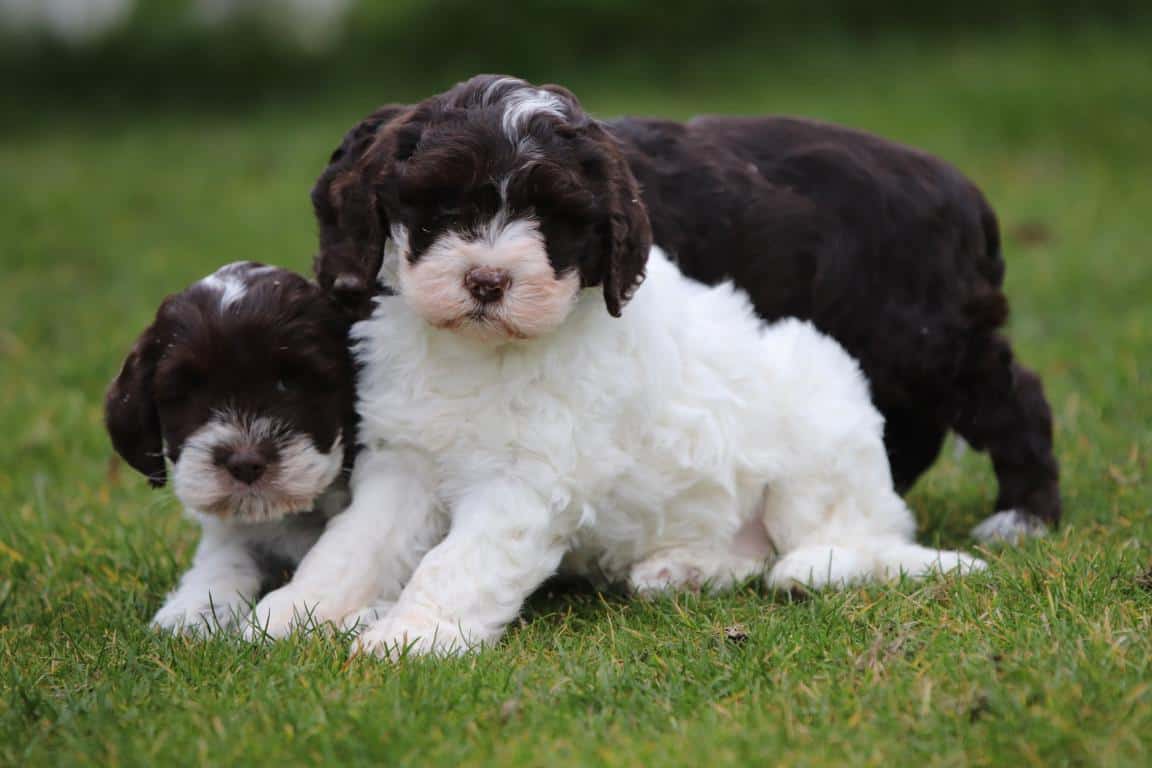 Hypoallergene honden, hybride honden, designerdogs 12 Chiens hybrides belgique
