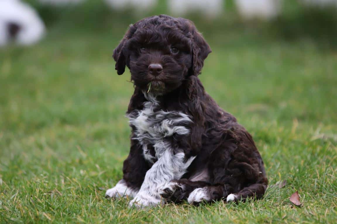 Hypoallergene honden, hybride honden, designerdogs 11 Designerdogs