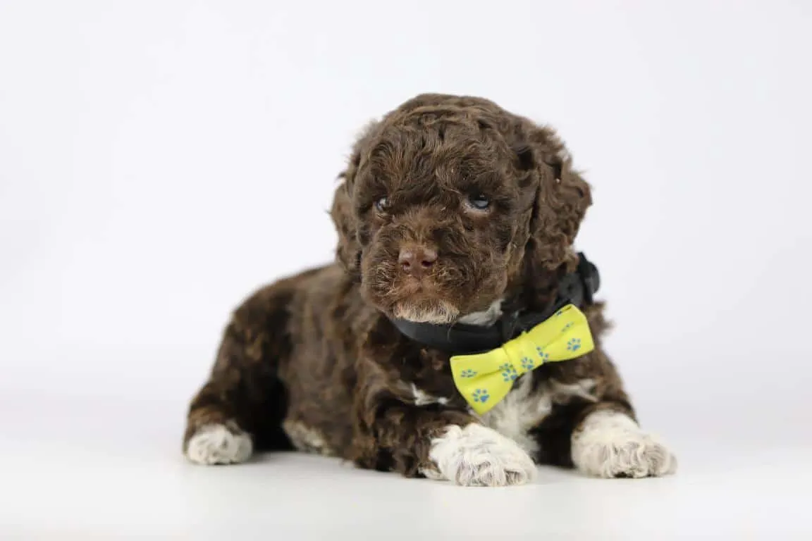 Hypoallergene honden, hybride honden, designerdogs 9 Chiens hypoallergรฉniques races