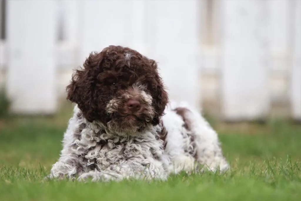 Wat moet je weten als je een italiaanse waterhond in huis haalt? 3