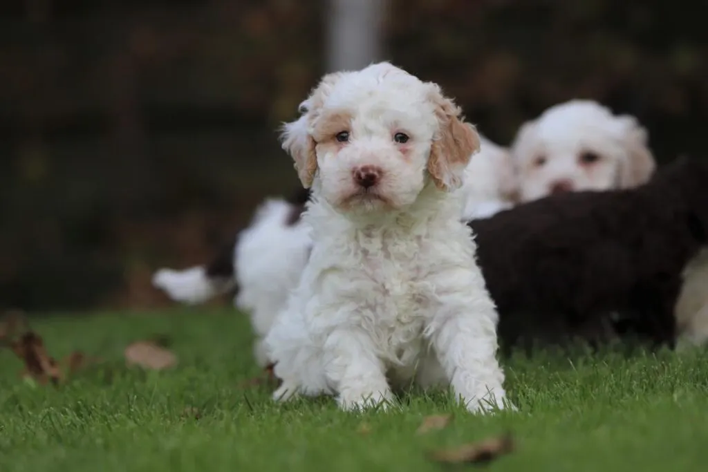 Wat moet je weten als je een italiaanse waterhond in huis haalt? 4