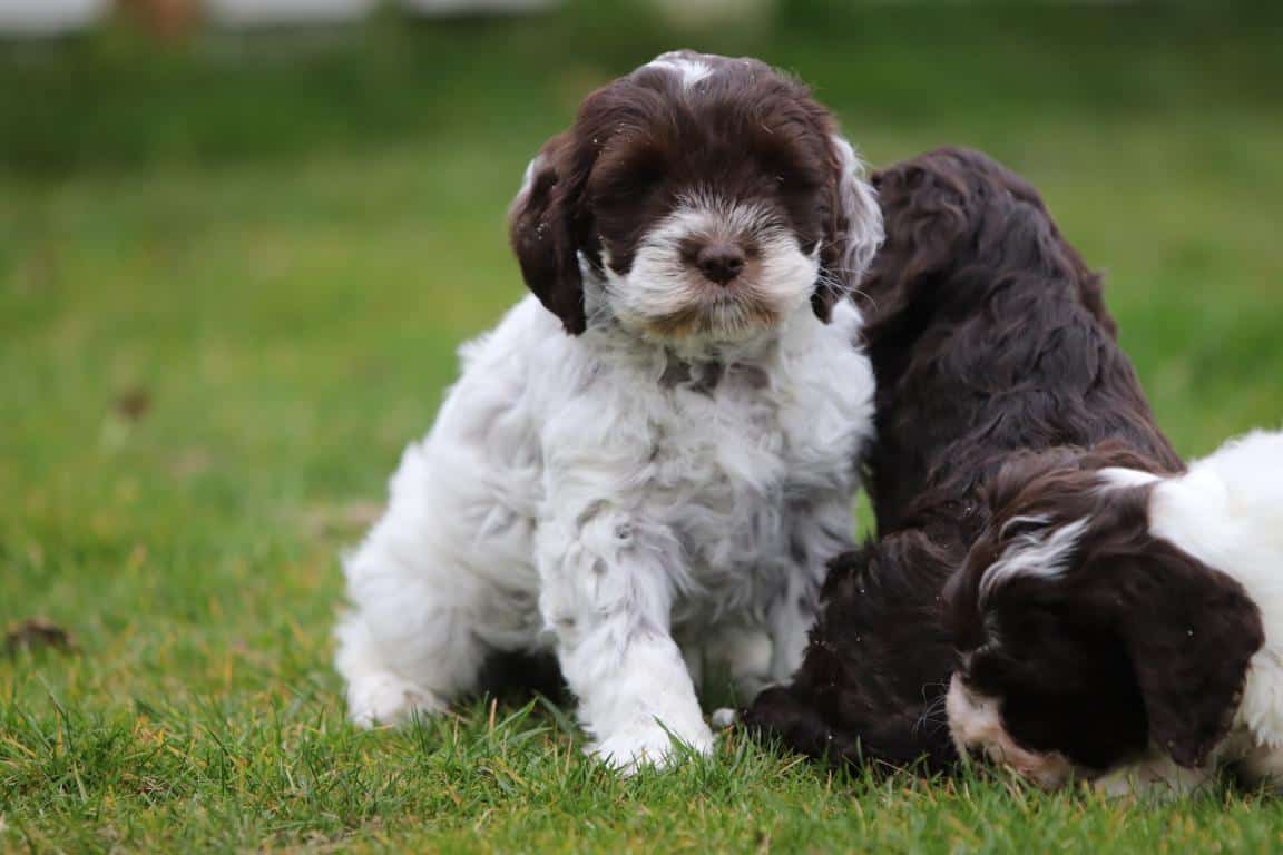 Hypoallergene honden, hybride honden, designerdogs 13 Acheter lagotto romagnolo