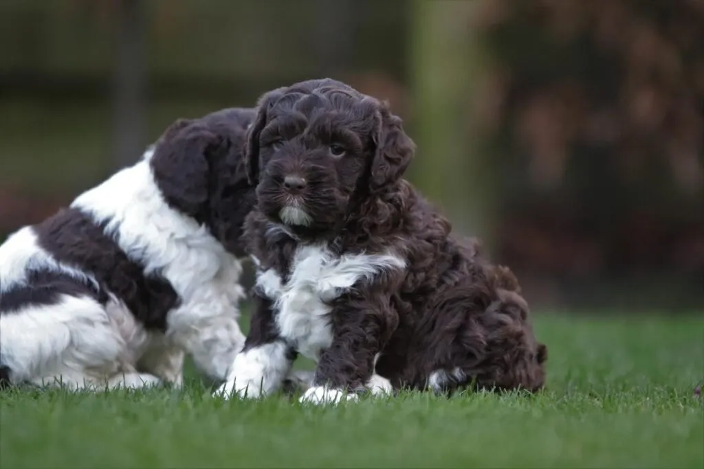Wat moet je weten als je een italiaanse waterhond in huis haalt? 5