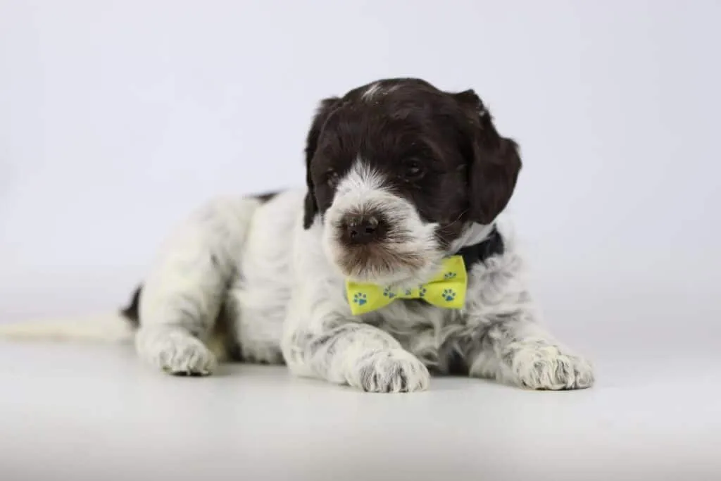 Hypoallergene honden, hybride honden, designerdogs 10