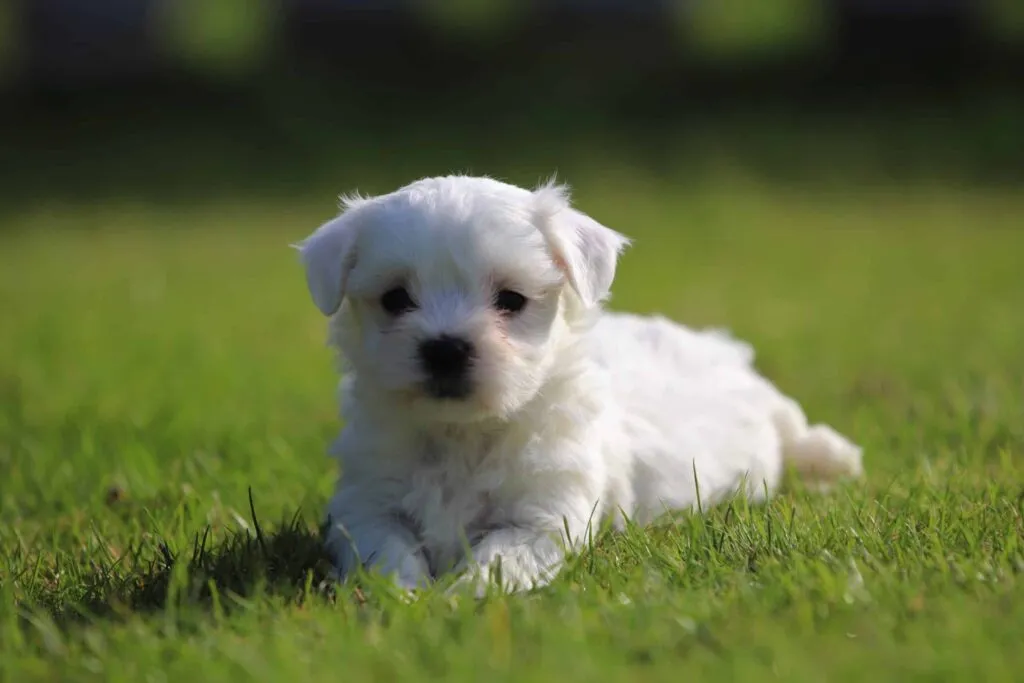 Die besten kleinen hunderassen - kleine hunde kaufen 4 Beliebte kleine hunde