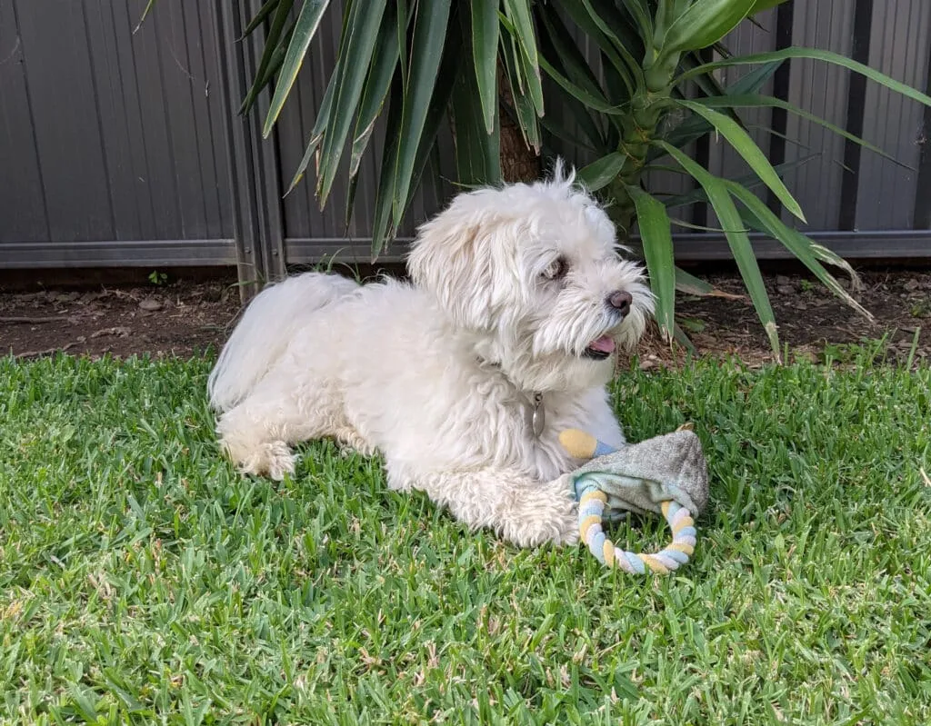 Was kostet ein maltipoo? 6 Hypoallergene honden