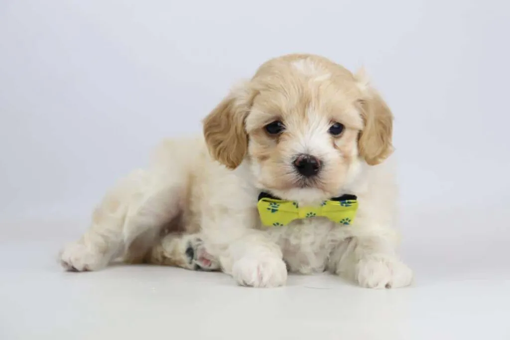 10 maltipoo weetjes die maar weinig mensen weten 1 Maltipoo weetjes