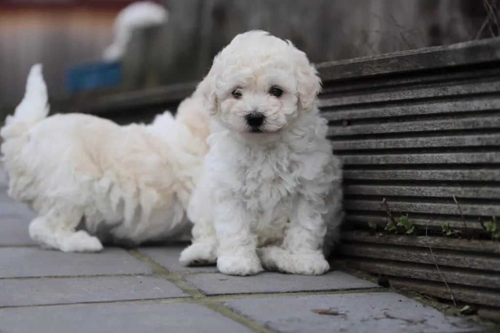 Maltipoo-welpen zu verkaufen, belgien 2 Maltipoo karakter