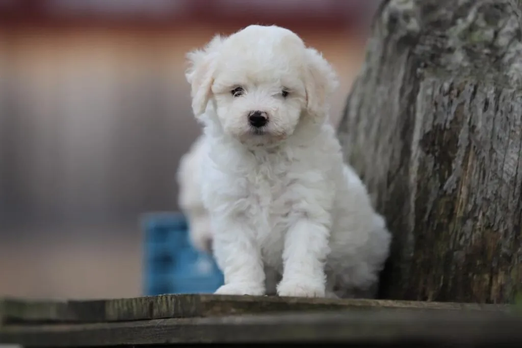 Was kostet ein maltipoo? 3 Maltipoo prijs