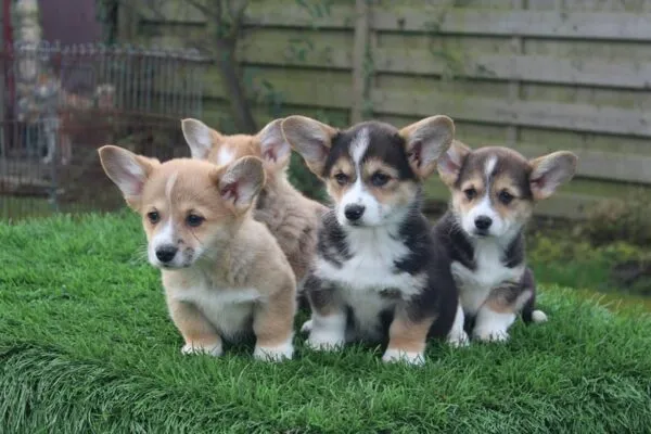 Pembroke welsh corgi verzorging 1 Soins du corgi