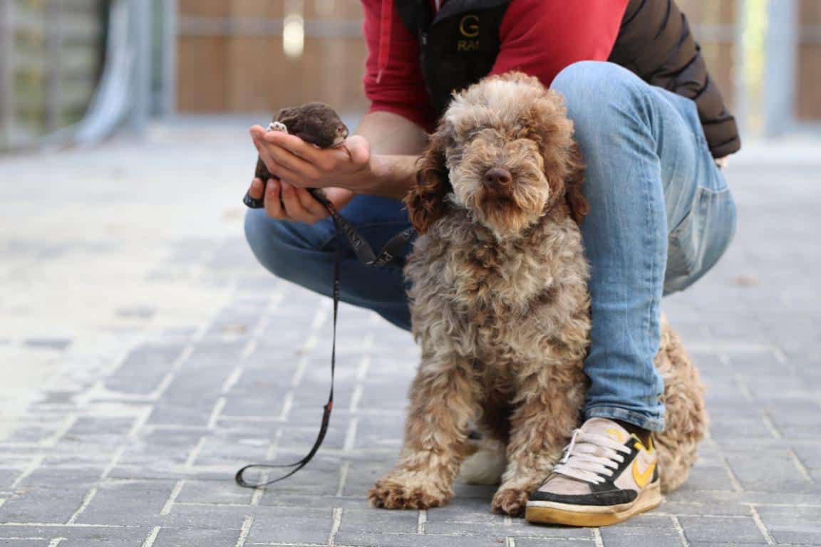 Hypoallergene honden, hybride honden, designerdogs 17 รleveur lagotto romagnolo